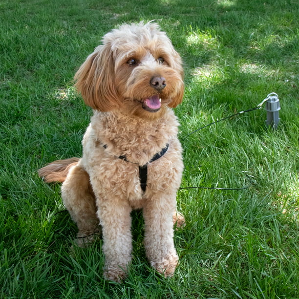 Pet Champion Plastic Tie-Out Stake with Stabilizer Wings for Dogs